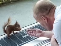 J&ouml;rg von de Fenn schlie&szlig;t Freundschaft mit einem Eichh&ouml;rnchen auf dem Balkon seiner Wohnung am wilden Weissensee. Bild 1