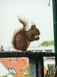 J&ouml;rg von de Fenn schlie&szlig;t Freundschaft mit einem Eichh&ouml;rnchen auf dem Balkon seiner Wohnung am wilden Weissensee. Bild 9