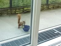 J&ouml;rg von de Fenn schlie&szlig;t Freundschaft mit einem Eichh&ouml;rnchen auf dem Balkon seiner Wohnung am wilden Weissensee. Bild 11