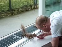 J&ouml;rg von de Fenn schlie&szlig;t Freundschaft mit einem Eichh&ouml;rnchen auf dem Balkon seiner Wohnung am wilden Weissensee. Bild 13